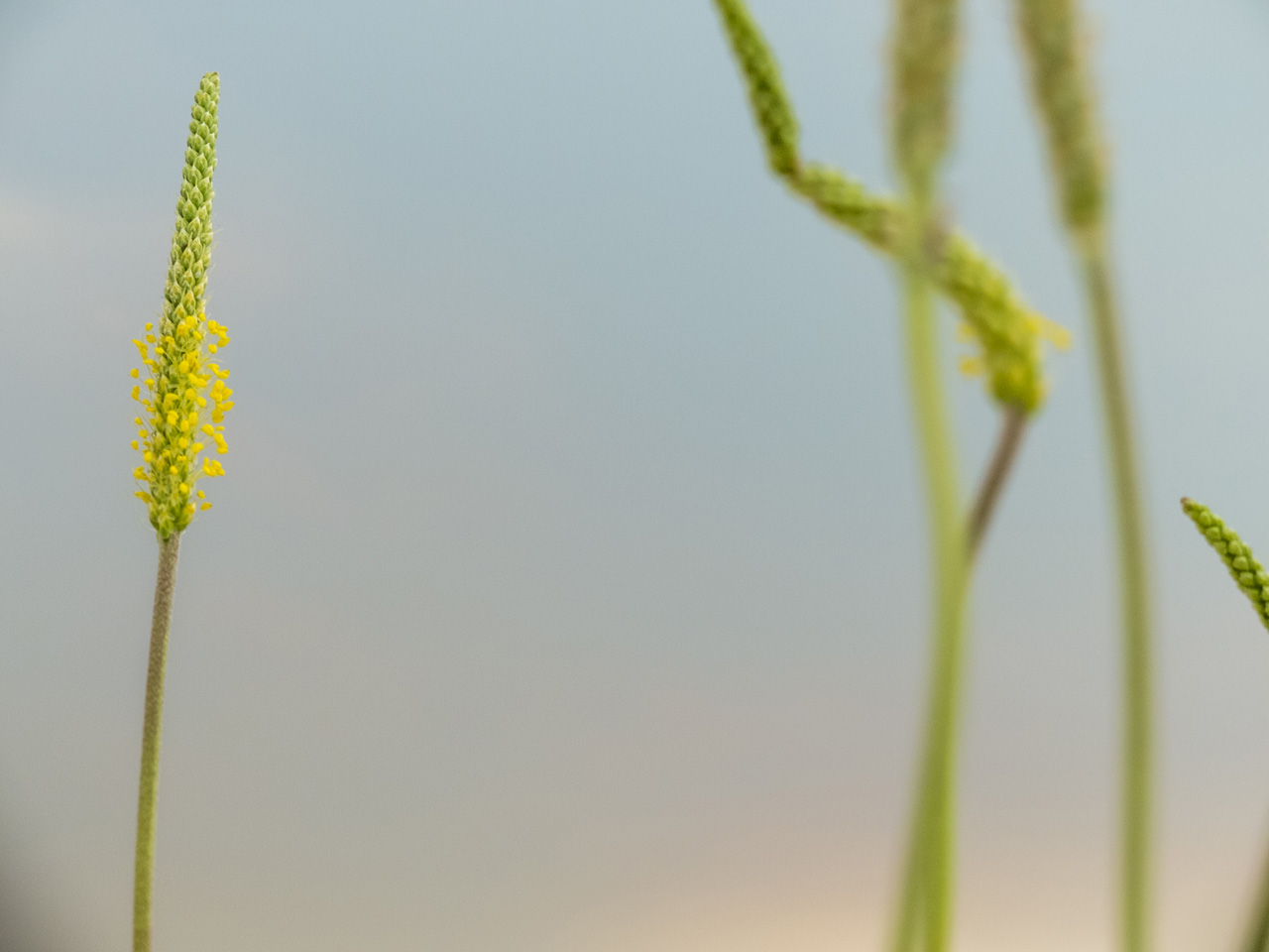 Image of Plantago salsa specimen.