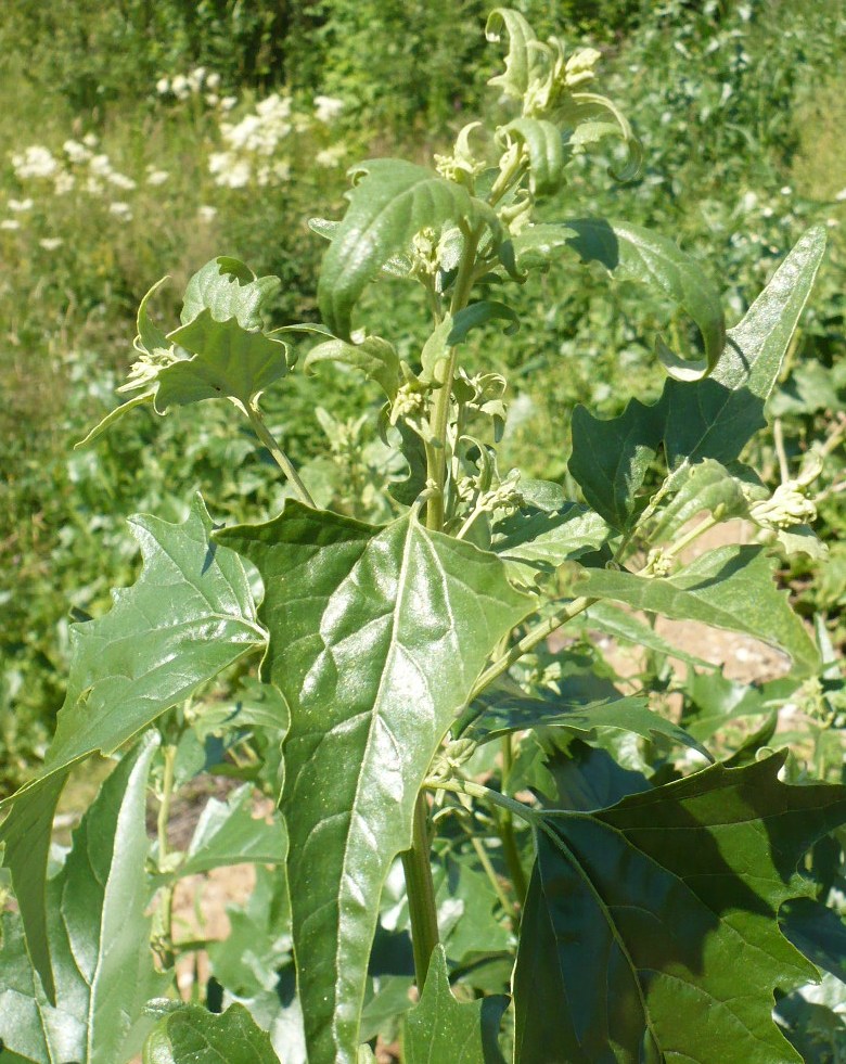 Image of Atriplex sagittata specimen.