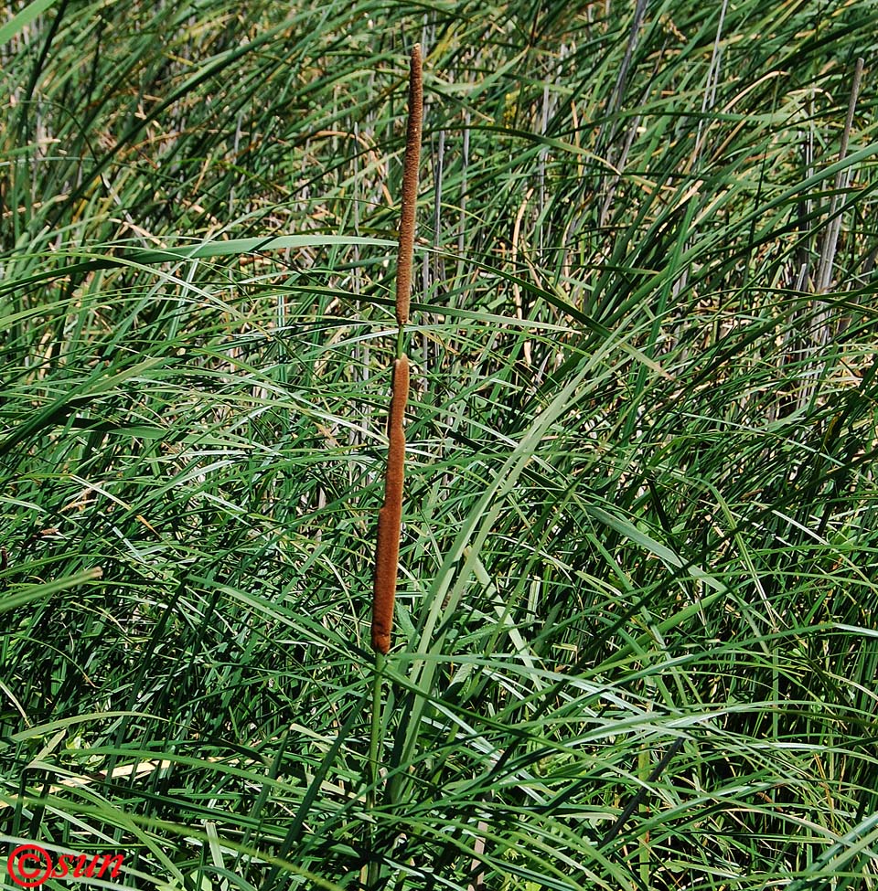 Изображение особи Typha austro-orientalis.
