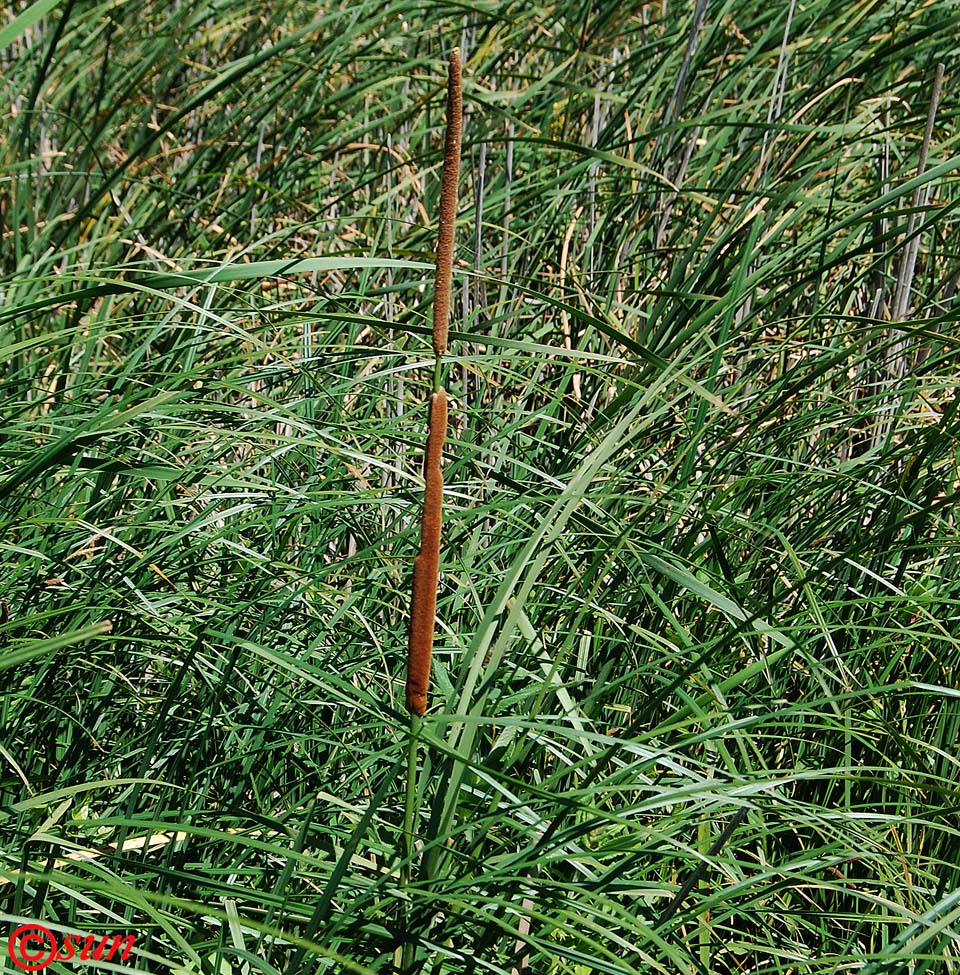 Image of Typha austro-orientalis specimen.