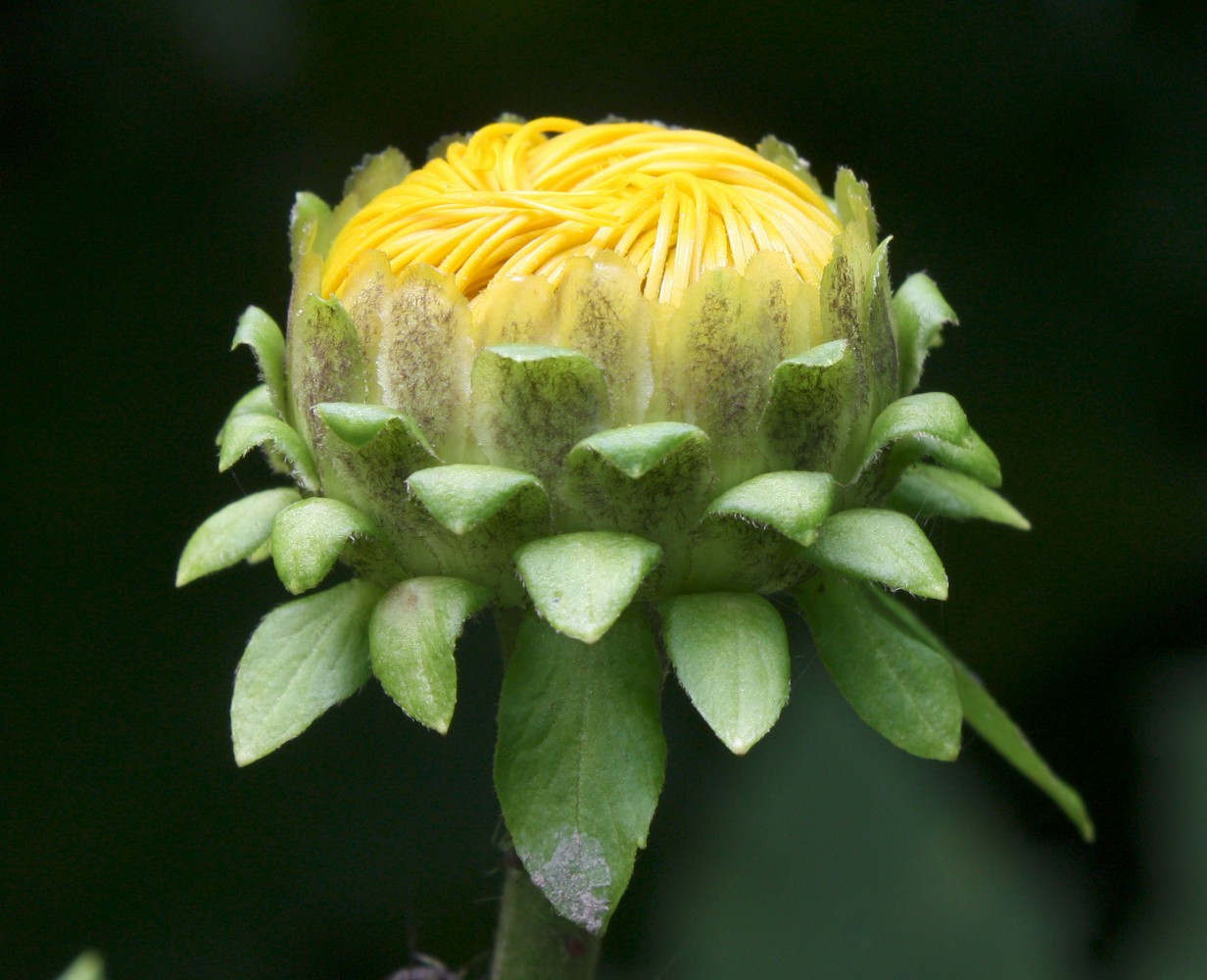 Изображение особи Telekia speciosa.