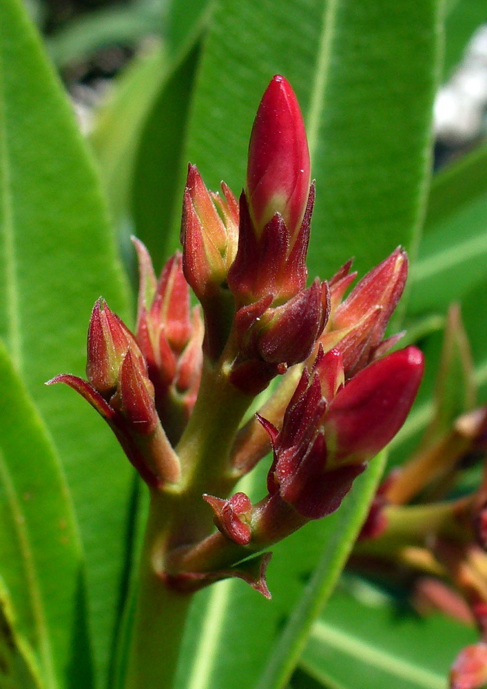 Image of Nerium oleander specimen.