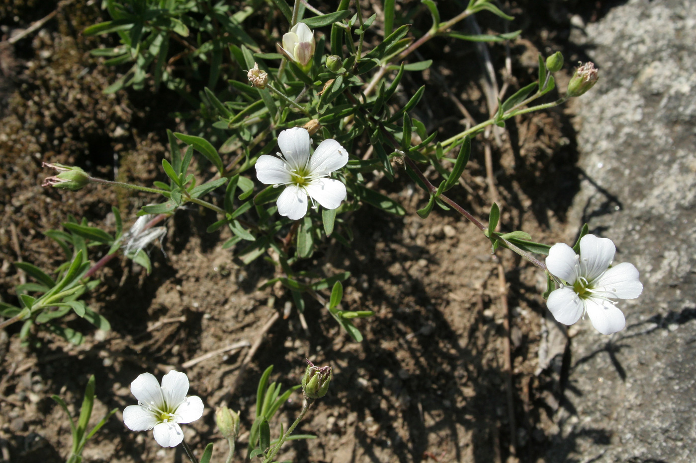 Image of Gypsophila sericea specimen.