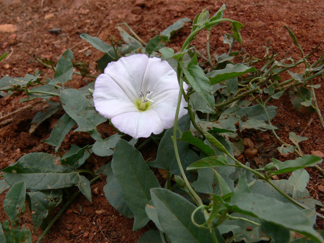 Image of Convolvulus arvensis specimen.