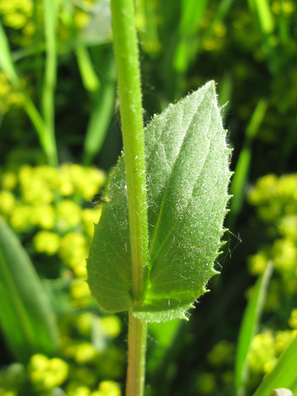 Image of Doronicum carpaticum specimen.