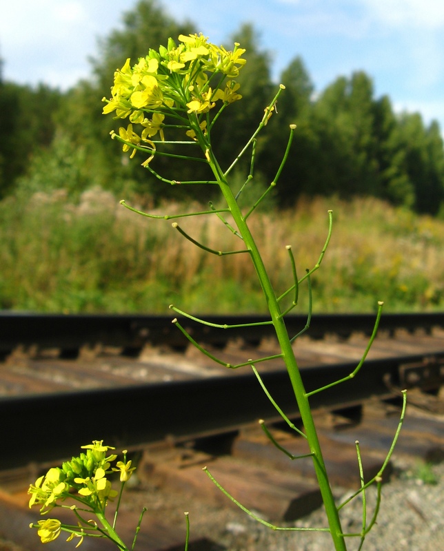 Image of Sisymbrium loeselii specimen.