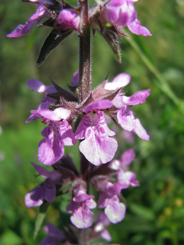 Image of Stachys palustris specimen.