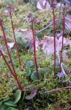 Pyrola chlorantha