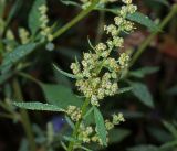 Chenopodium album