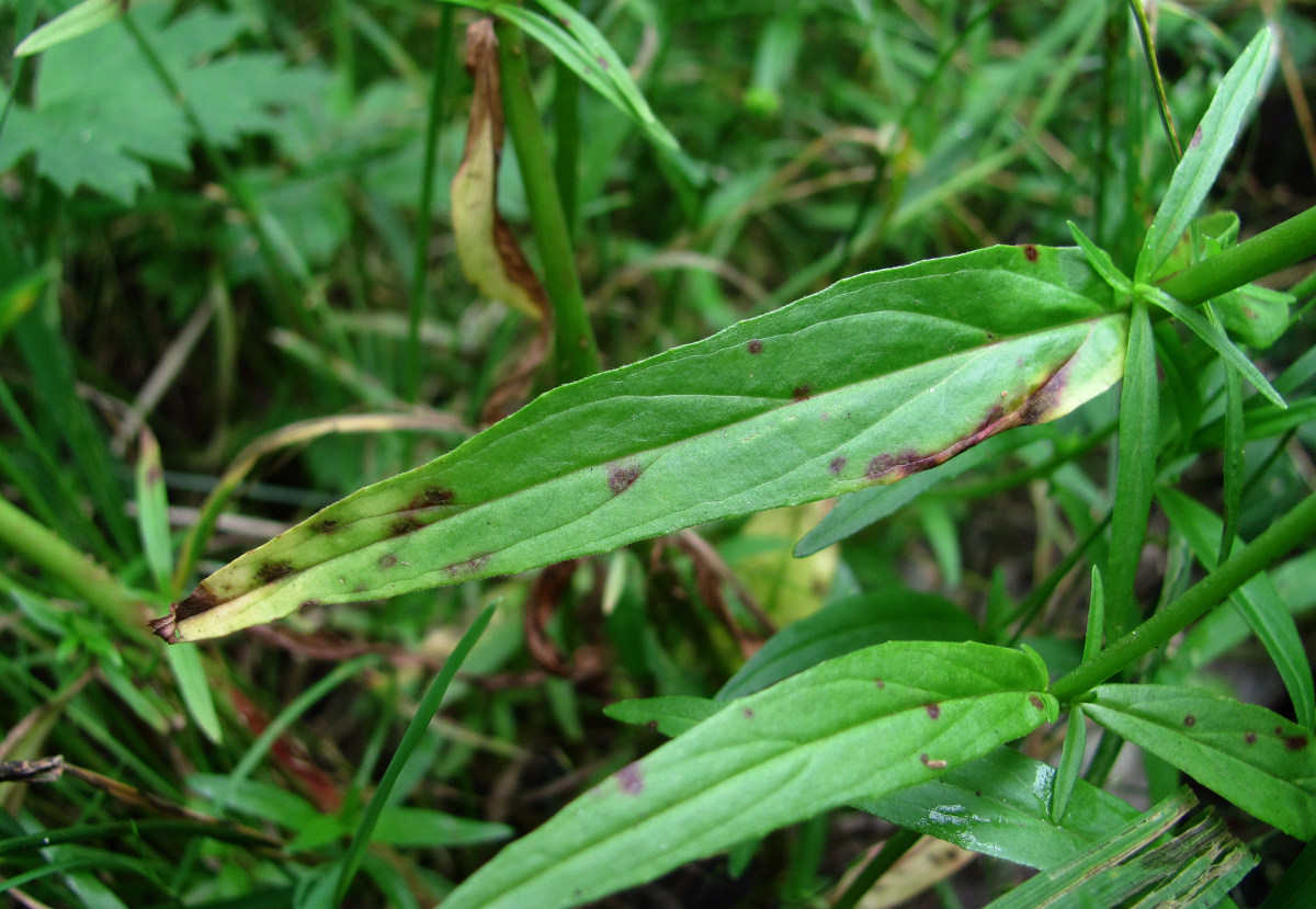 Изображение особи Epilobium palustre.