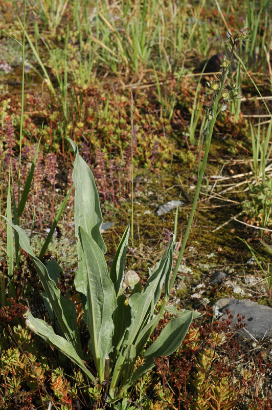 Image of Lindelofia stylosa specimen.