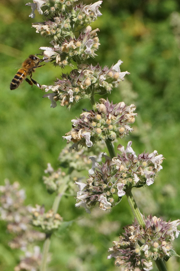 Image of Nepeta cataria specimen.