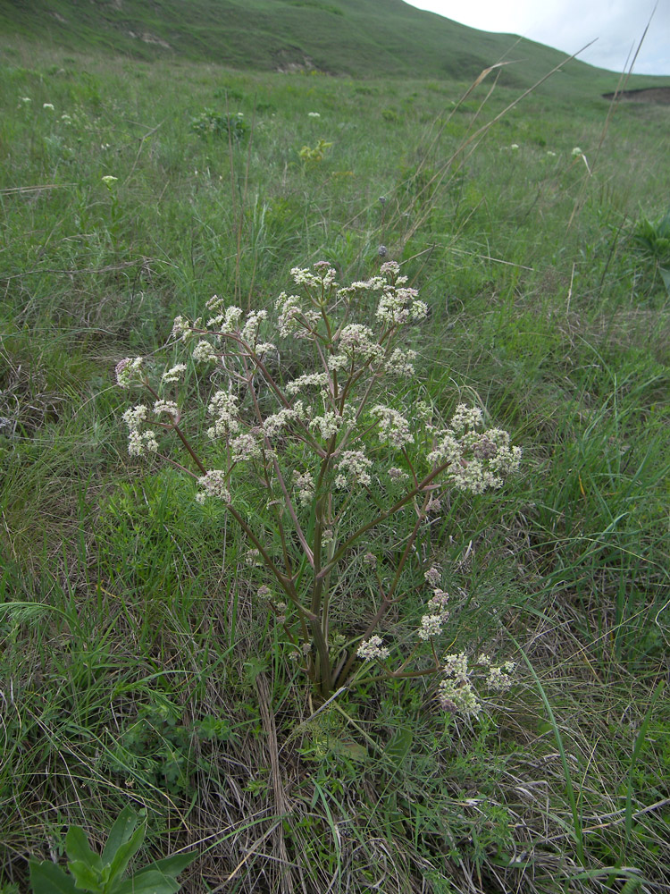 Image of Trinia leiogona specimen.