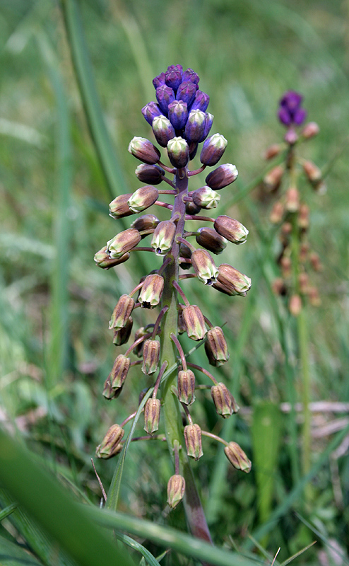 Image of genus Bellevalia specimen.