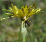 Scorzonera crocifolia