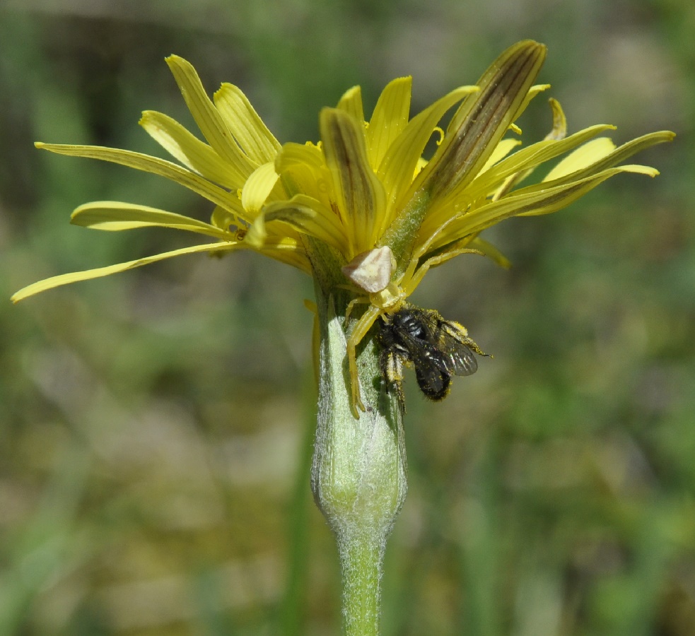 Изображение особи Scorzonera crocifolia.