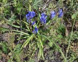 Gentiana decumbens. Цветущее растение. Иркутская обл., Усть-Ордынский р-н, долина р. Куда. 14.08.2014.