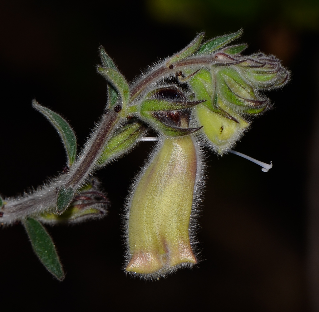 Image of Ceratotheca triloba specimen.