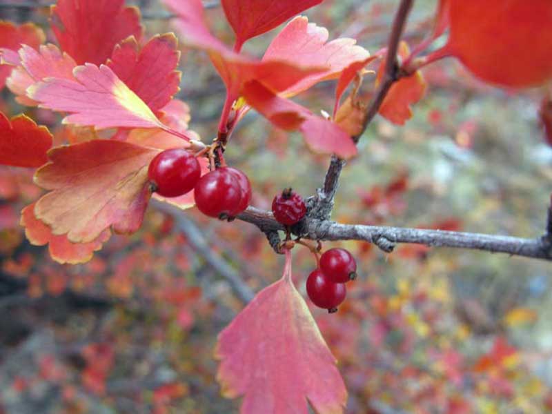 Image of Ribes diacantha specimen.