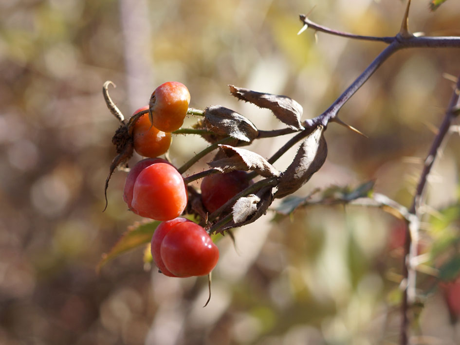 Image of Rosa beggeriana specimen.