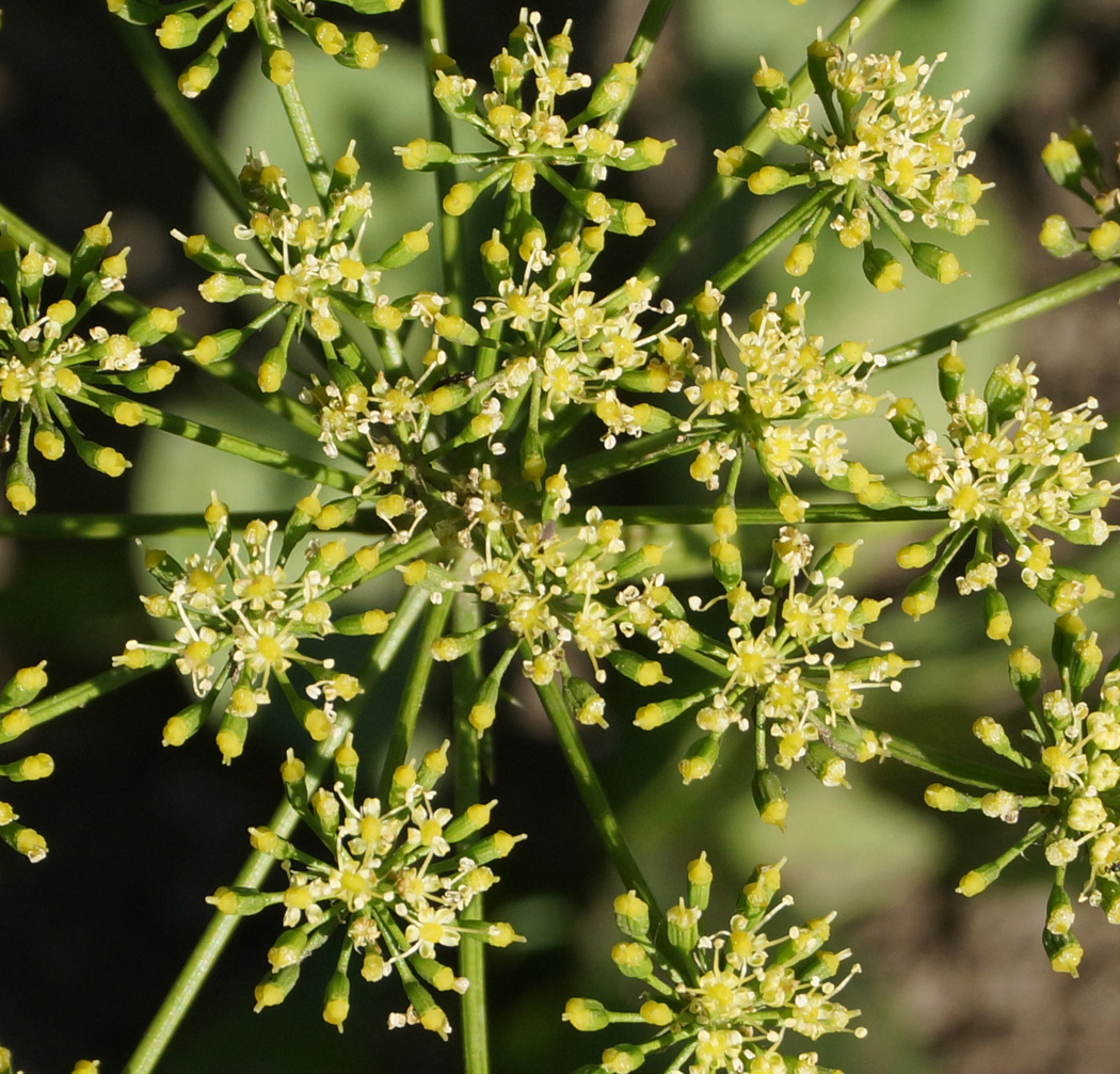 Изображение особи Petroselinum crispum.