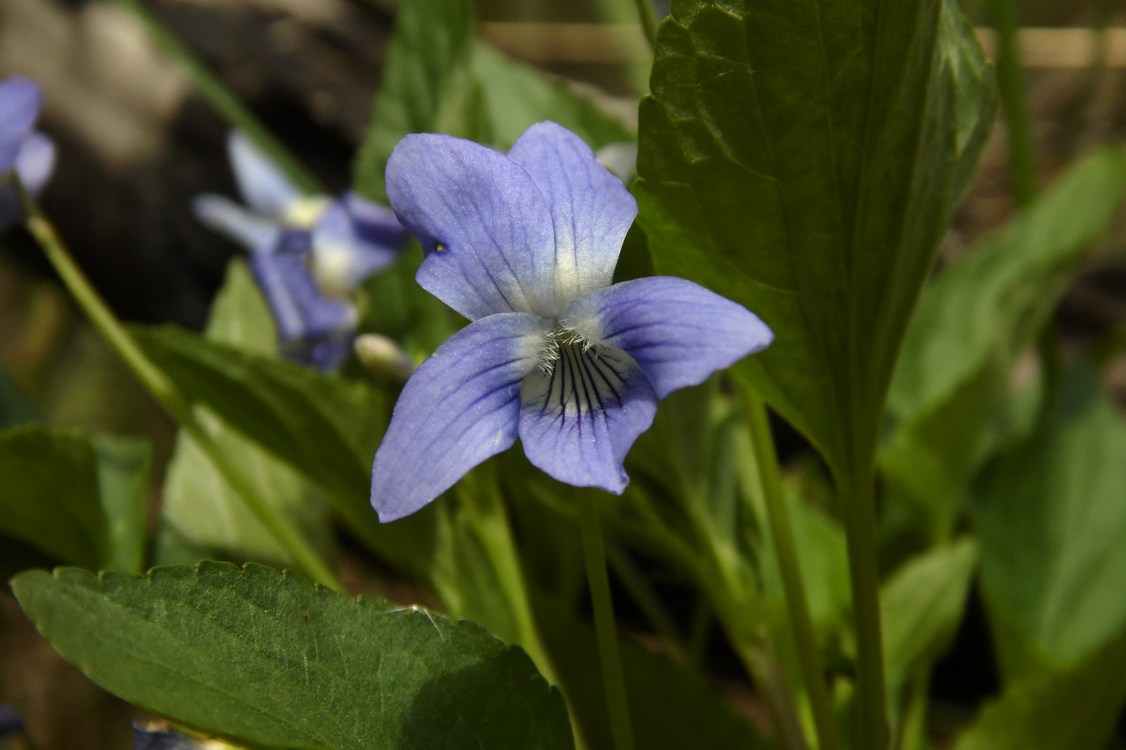 Image of Viola canina specimen.