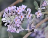 Buddleja japonica