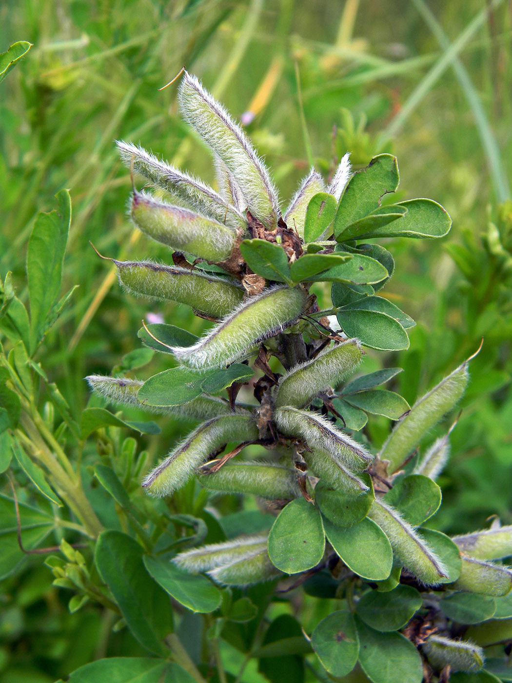 Изображение особи Chamaecytisus ruthenicus.