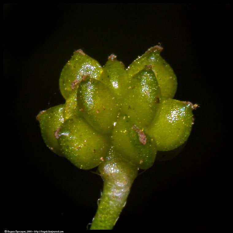 Изображение особи Ranunculus flammula.