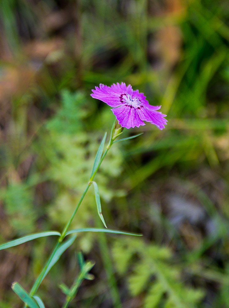 Изображение особи Dianthus versicolor.