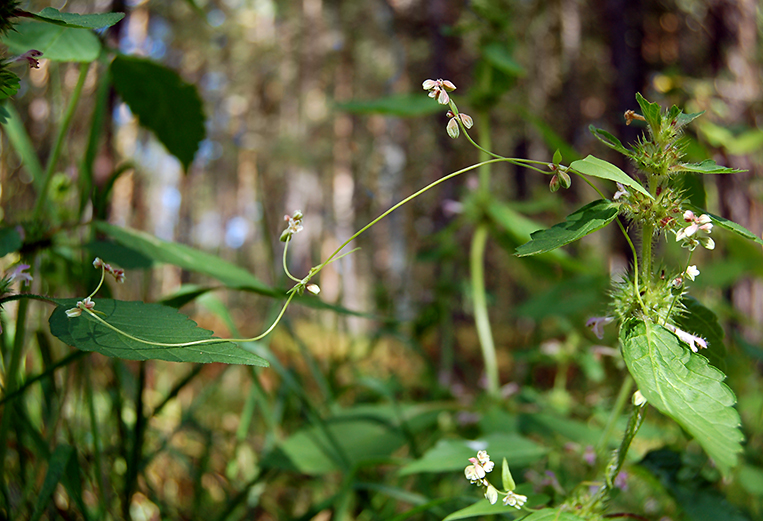 Image of Fallopia convolvulus specimen.