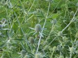 Eryngium planum