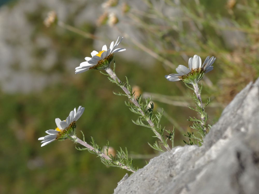 Image of Chrysanthemum maximowiczii specimen.