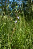 Scutellaria galericulata