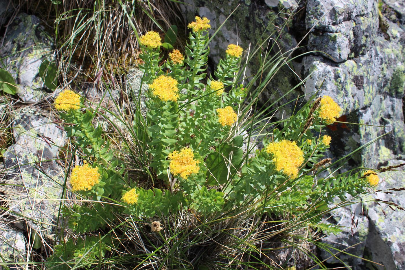 Изображение особи Rhodiola rosea.