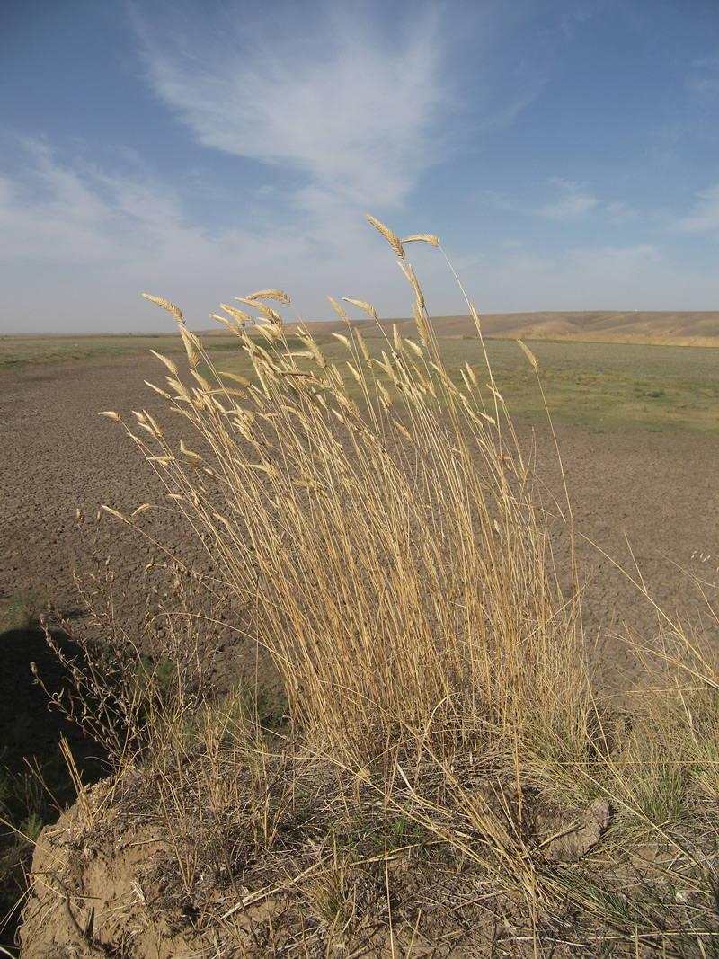 Image of Agropyron desertorum specimen.