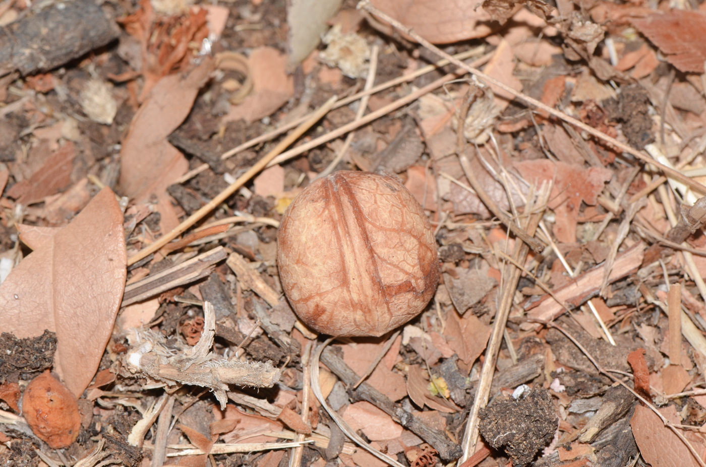 Image of Lauro-cerasus lyonii specimen.