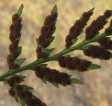 Asplenium adiantum-nigrum. Часть вайи (вид снизу). Абхазия, Гудаутский р-н, г. Новый Афон, набережная, на стене. 19 августа 2009 г.