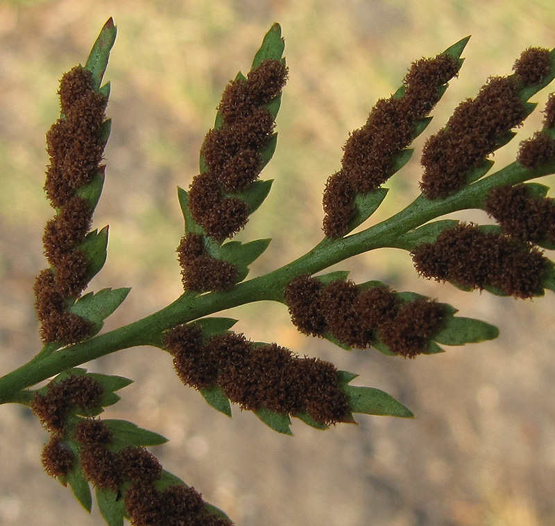 Image of Asplenium adiantum-nigrum specimen.