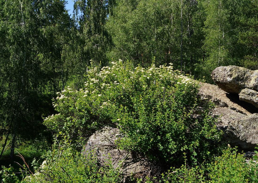 Image of Spiraea trilobata specimen.