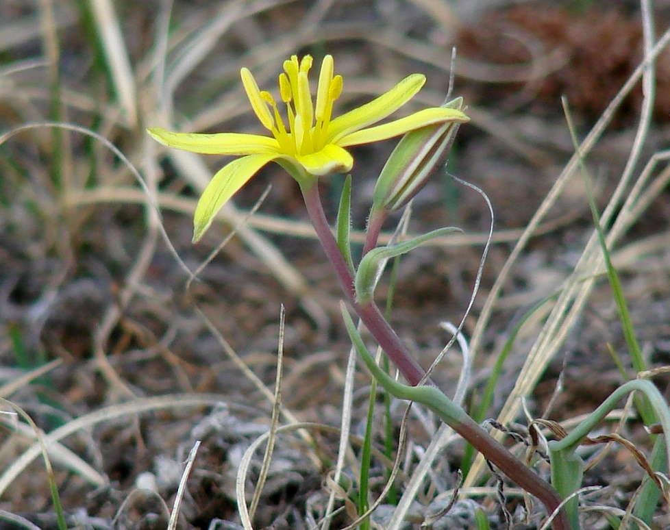 Изображение особи Gagea pauciflora.