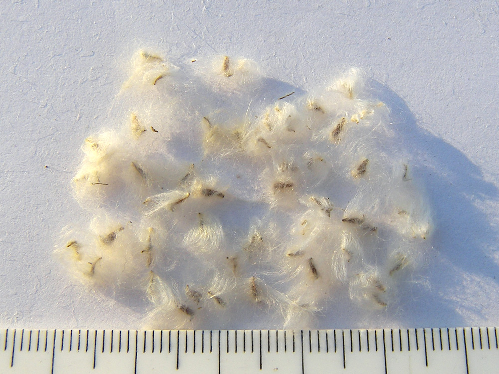 Image of Anemone sylvestris specimen.