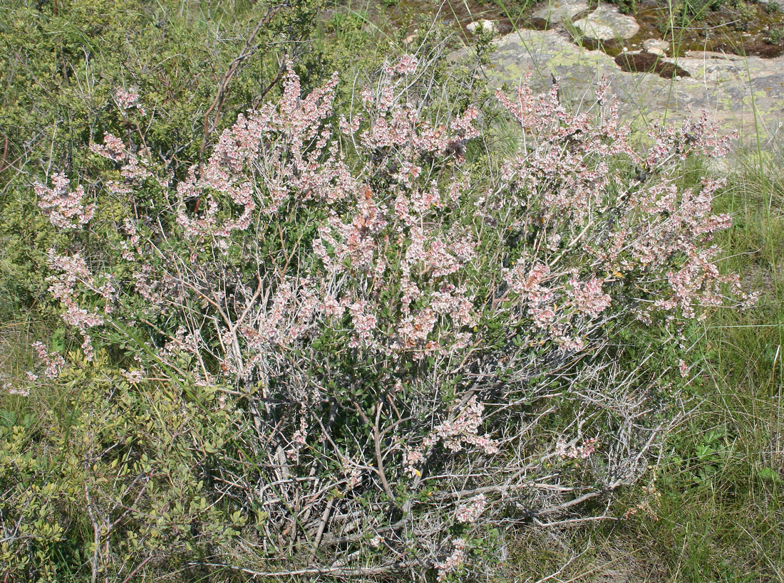 Image of Atraphaxis laetevirens specimen.