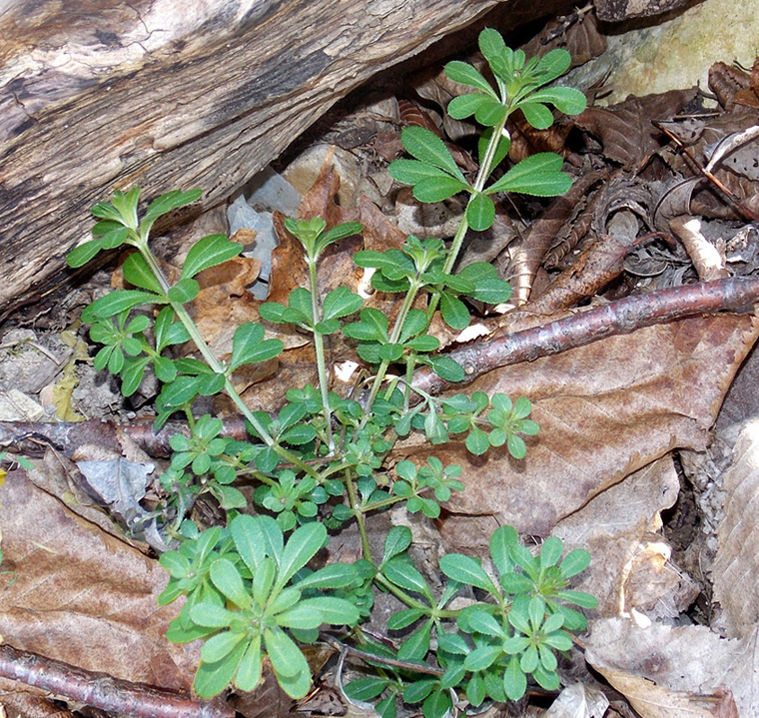 Изображение особи Galium aparine.