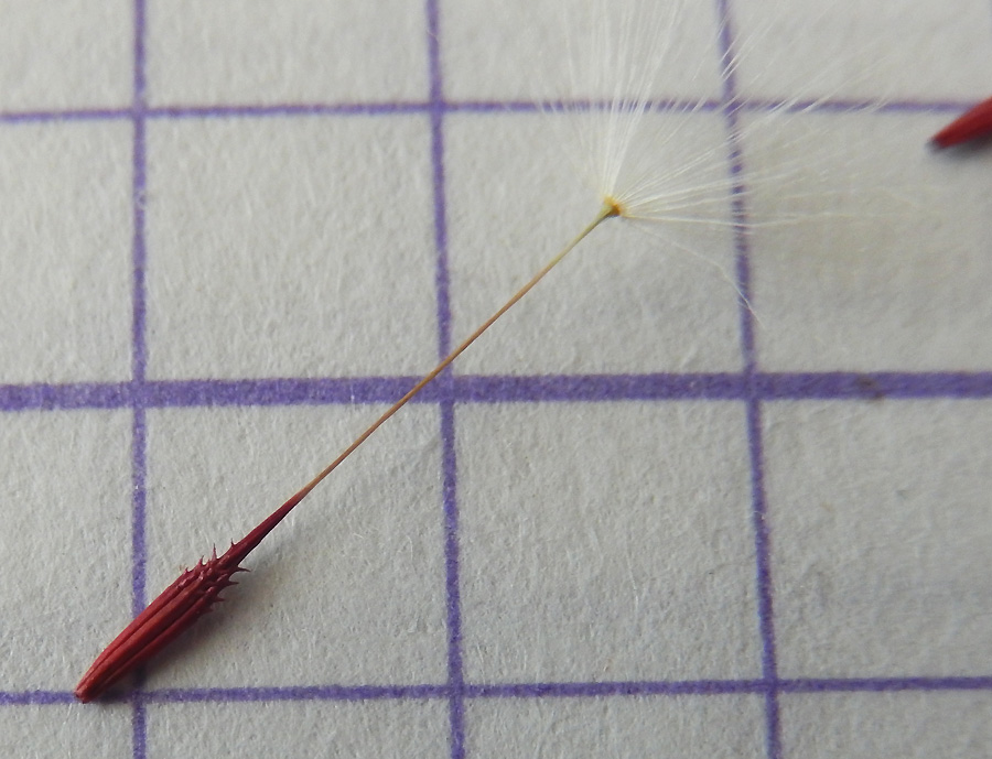 Image of Taraxacum erythrospermum specimen.