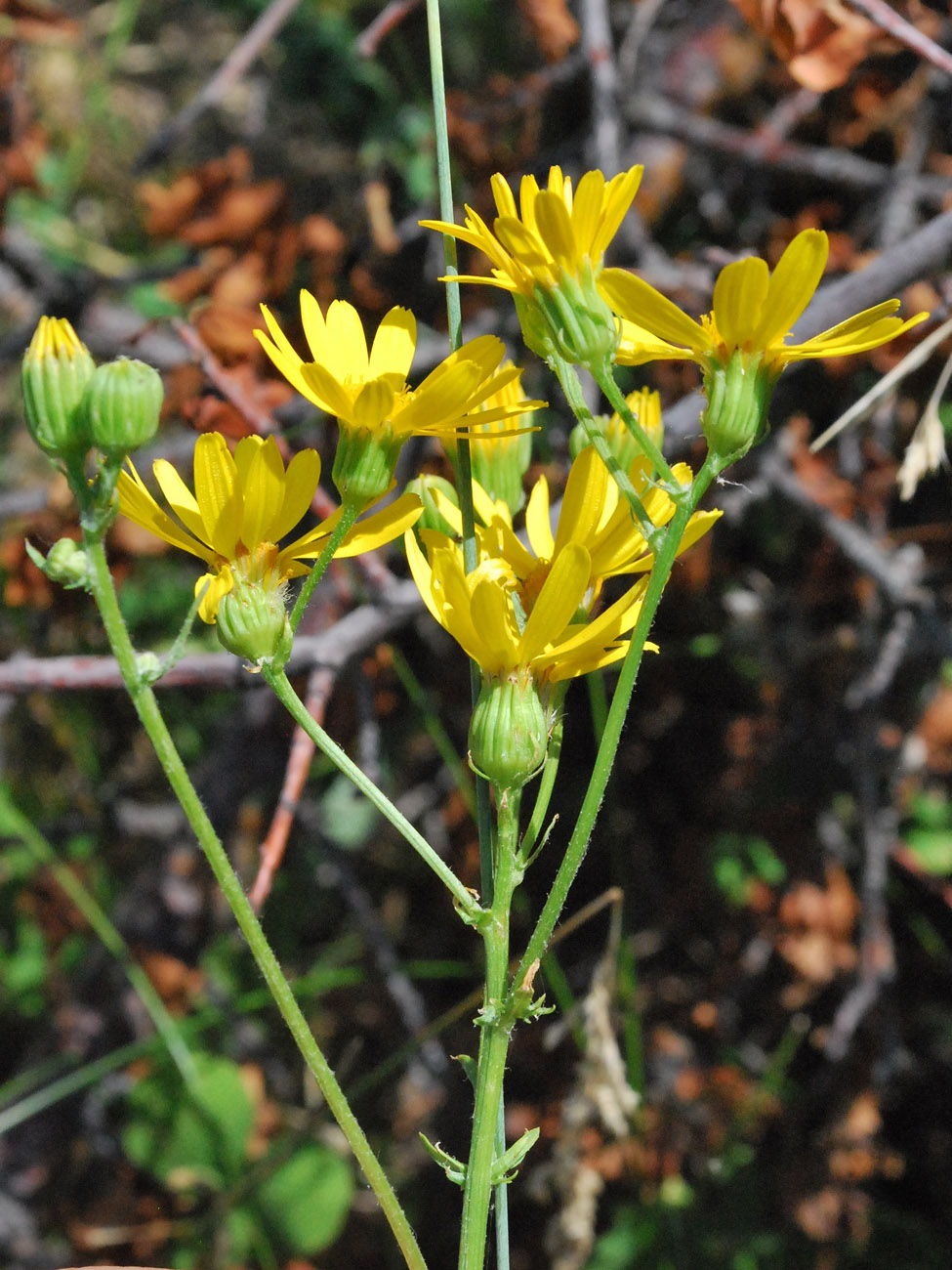 Image of Senecio jacobaea specimen.