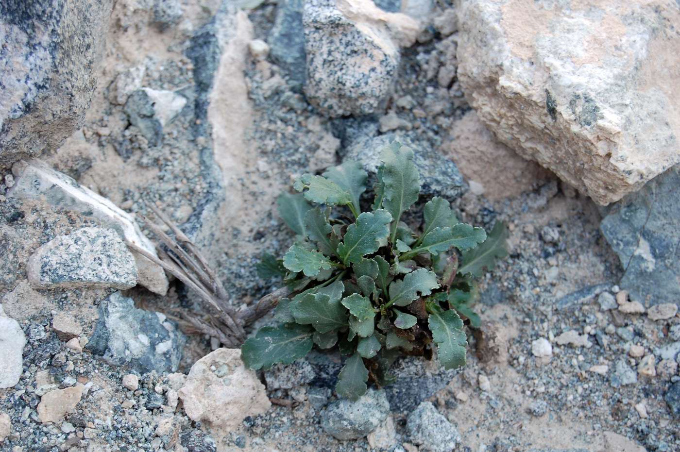 Image of class Magnoliopsida specimen.