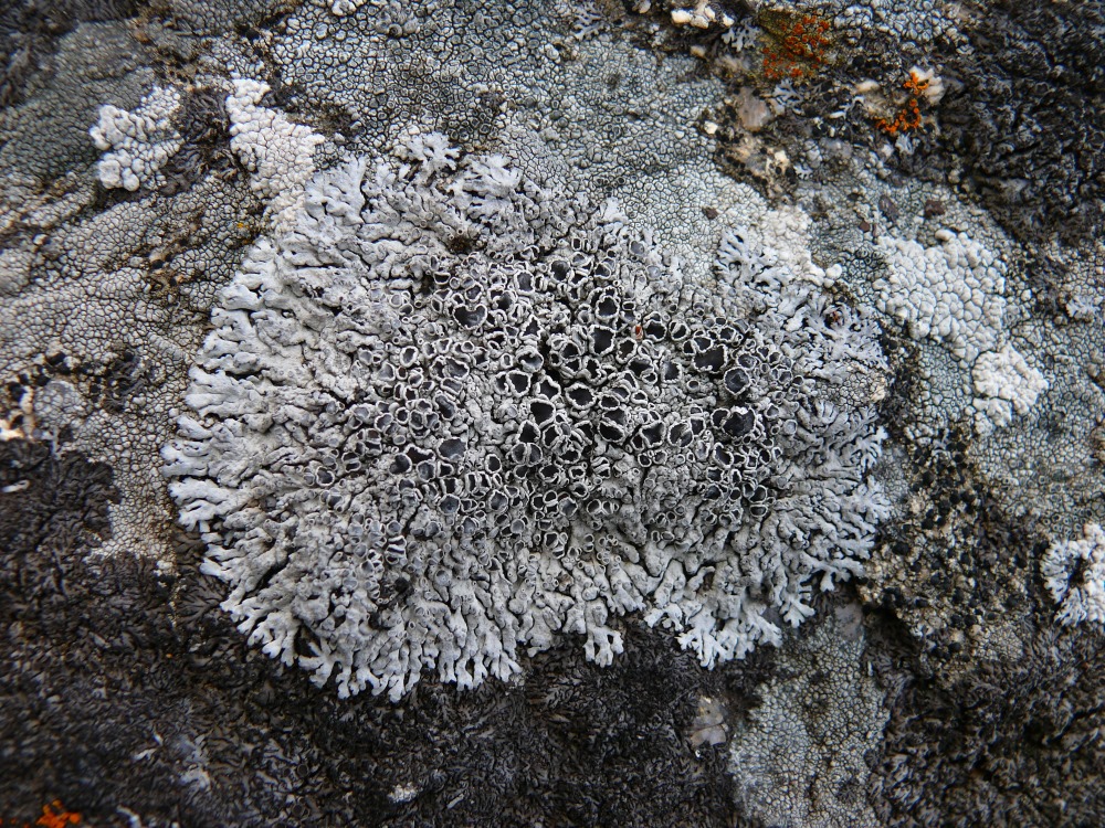 Image of Physcia phaea specimen.