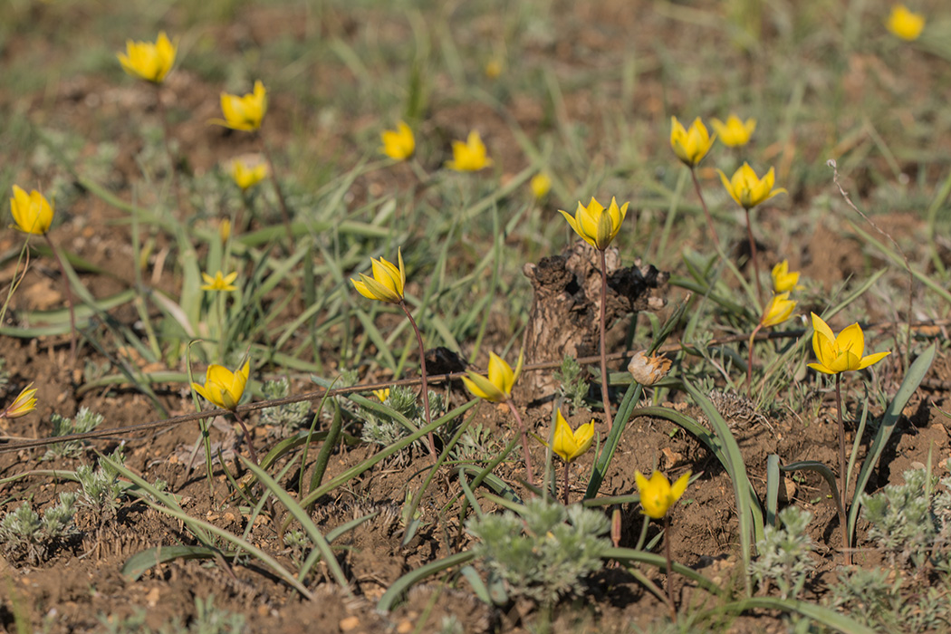 Image of Tulipa scythica specimen.