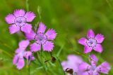 Dianthus fischeri